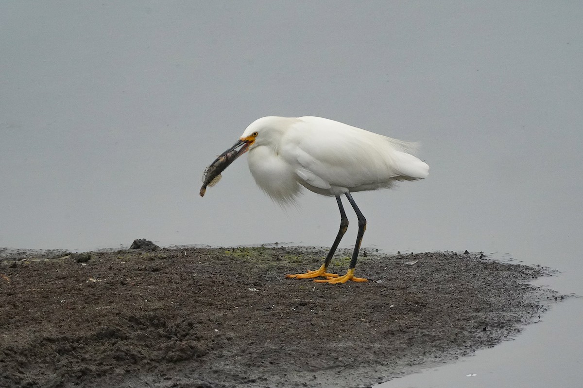 Snowy Egret - ML642626423