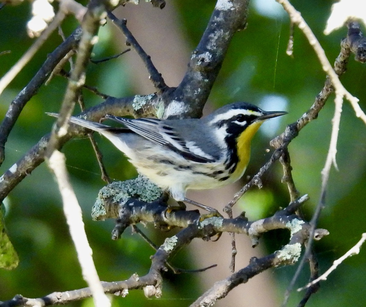 Yellow-throated Warbler - ML642626440