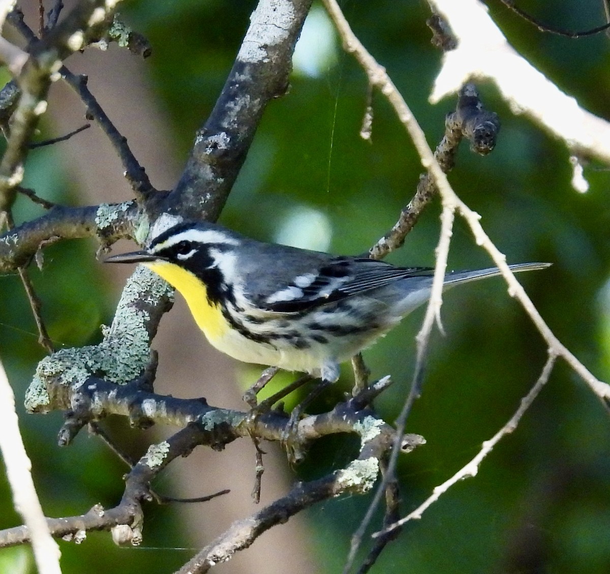 Yellow-throated Warbler - ML642626441