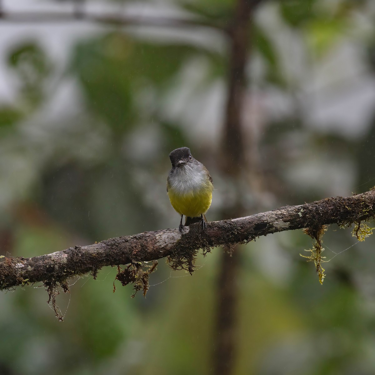 Dusky-capped Flycatcher - ML642626442