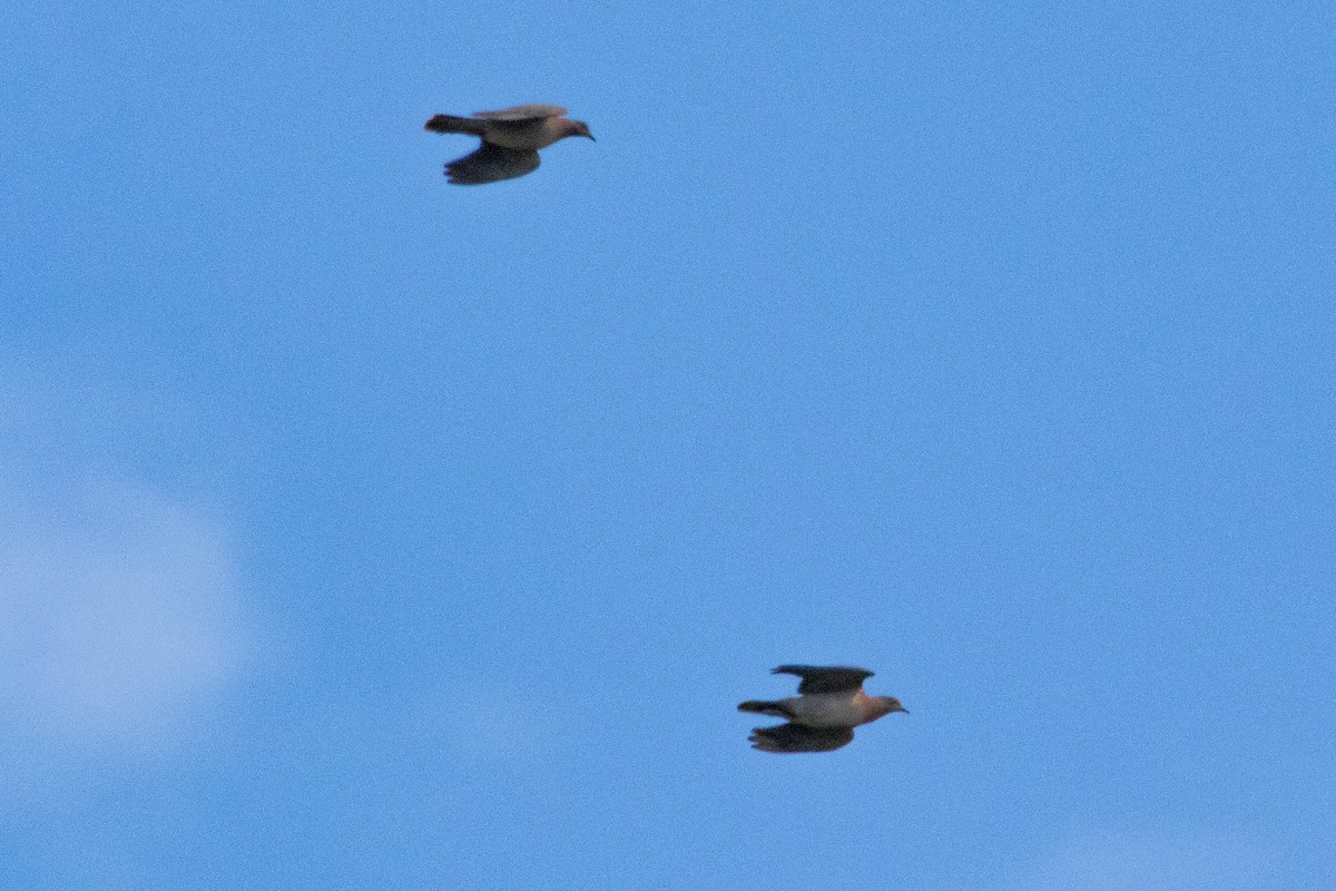 Pale-vented Pigeon - ML642626445