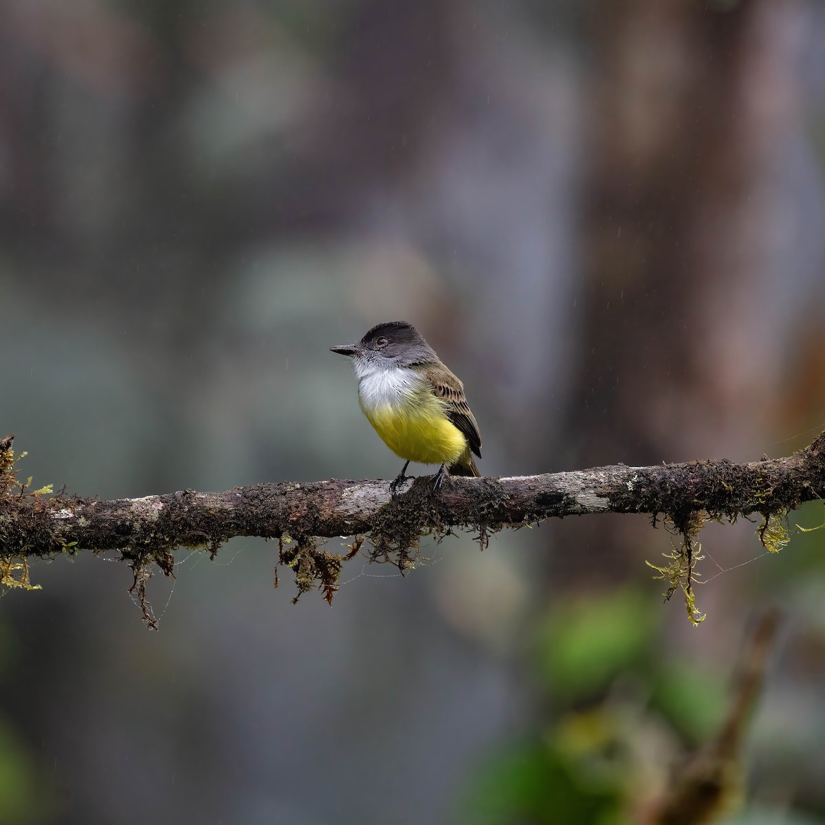 Dusky-capped Flycatcher - ML642626446