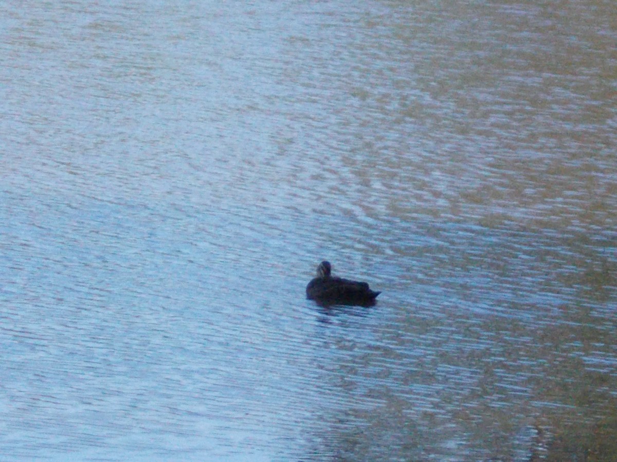 Pacific Black Duck - ML642626497