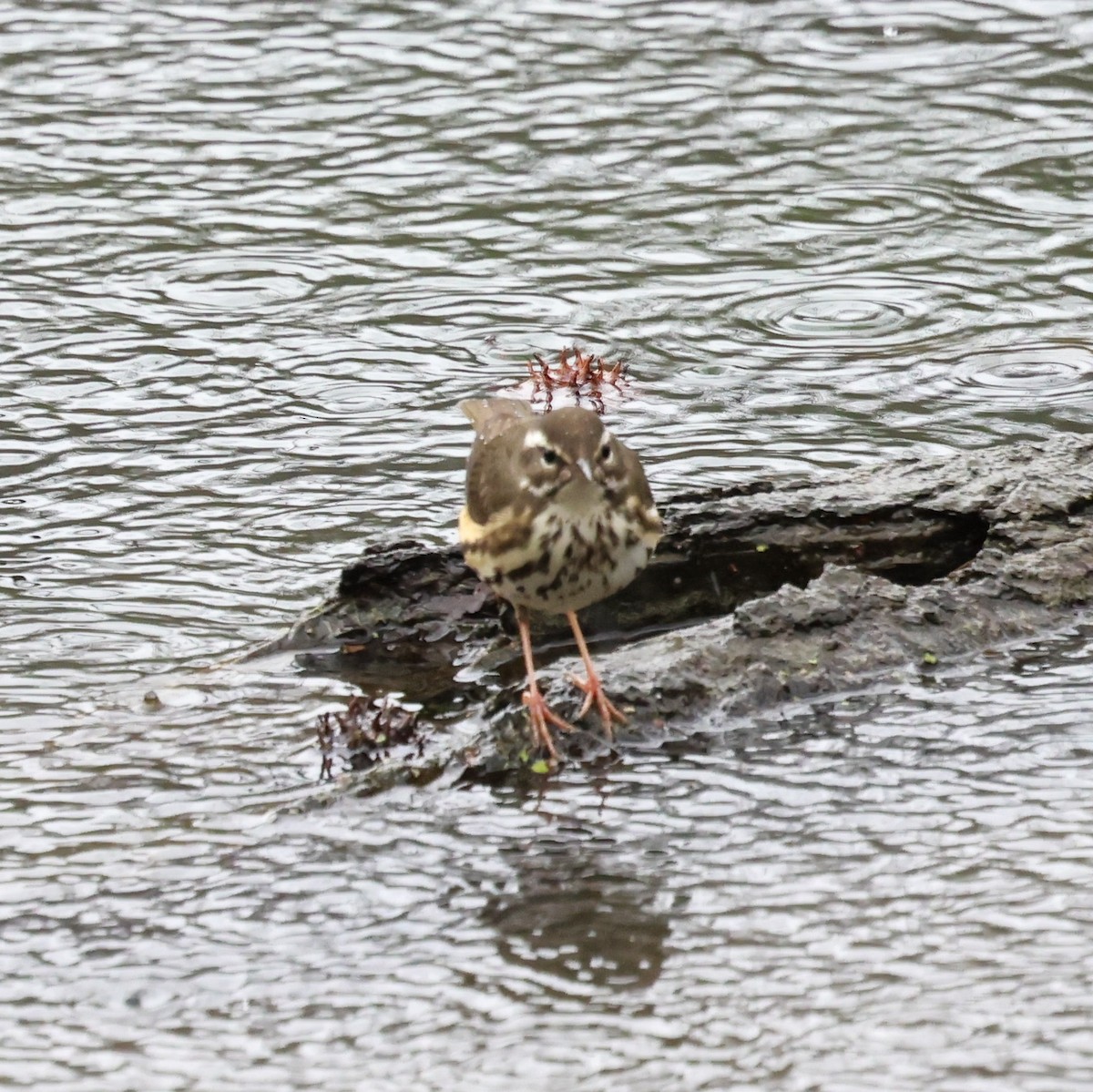 Louisiana Waterthrush - ML642626503
