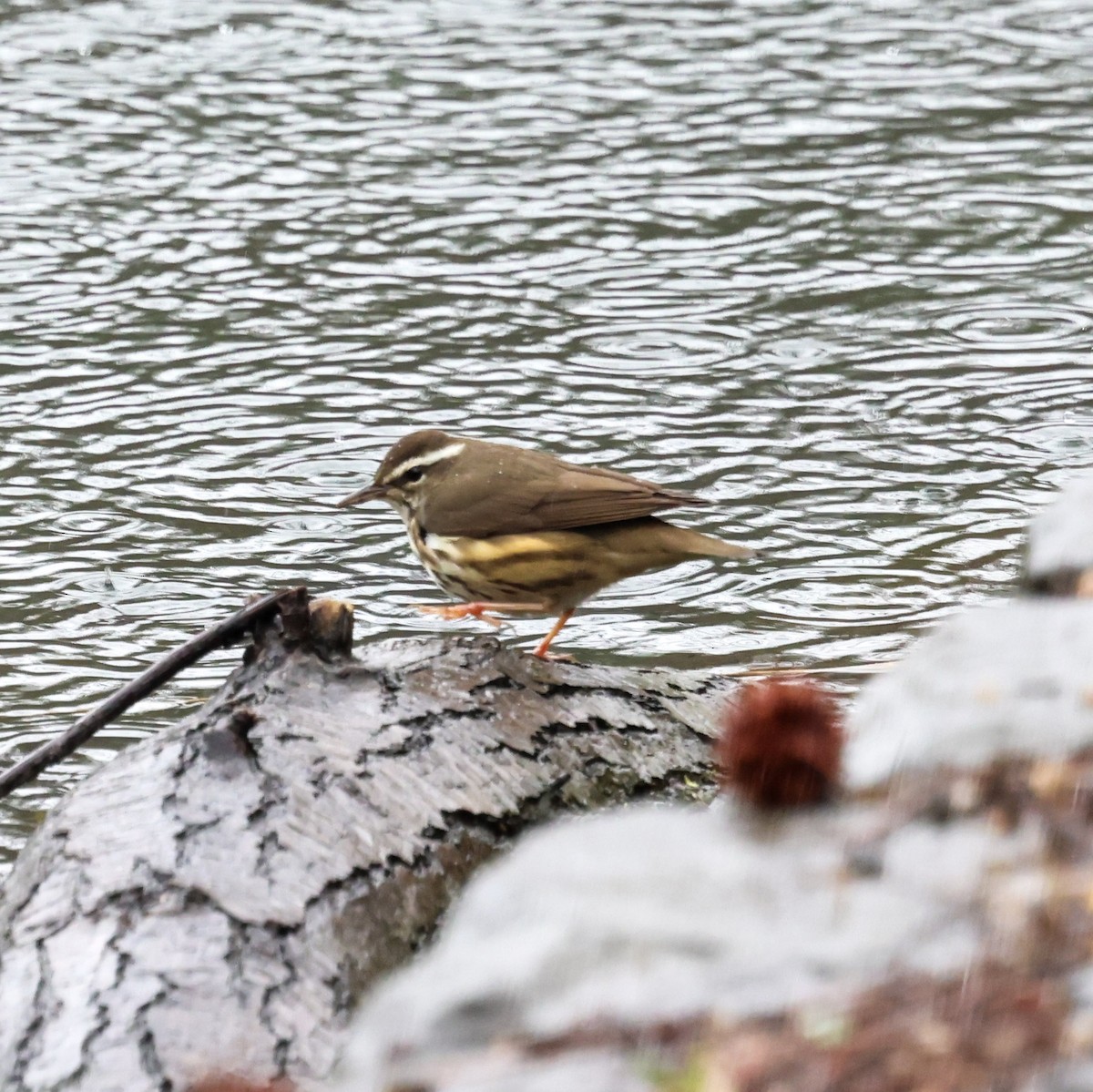 Louisiana Waterthrush - ML642626504