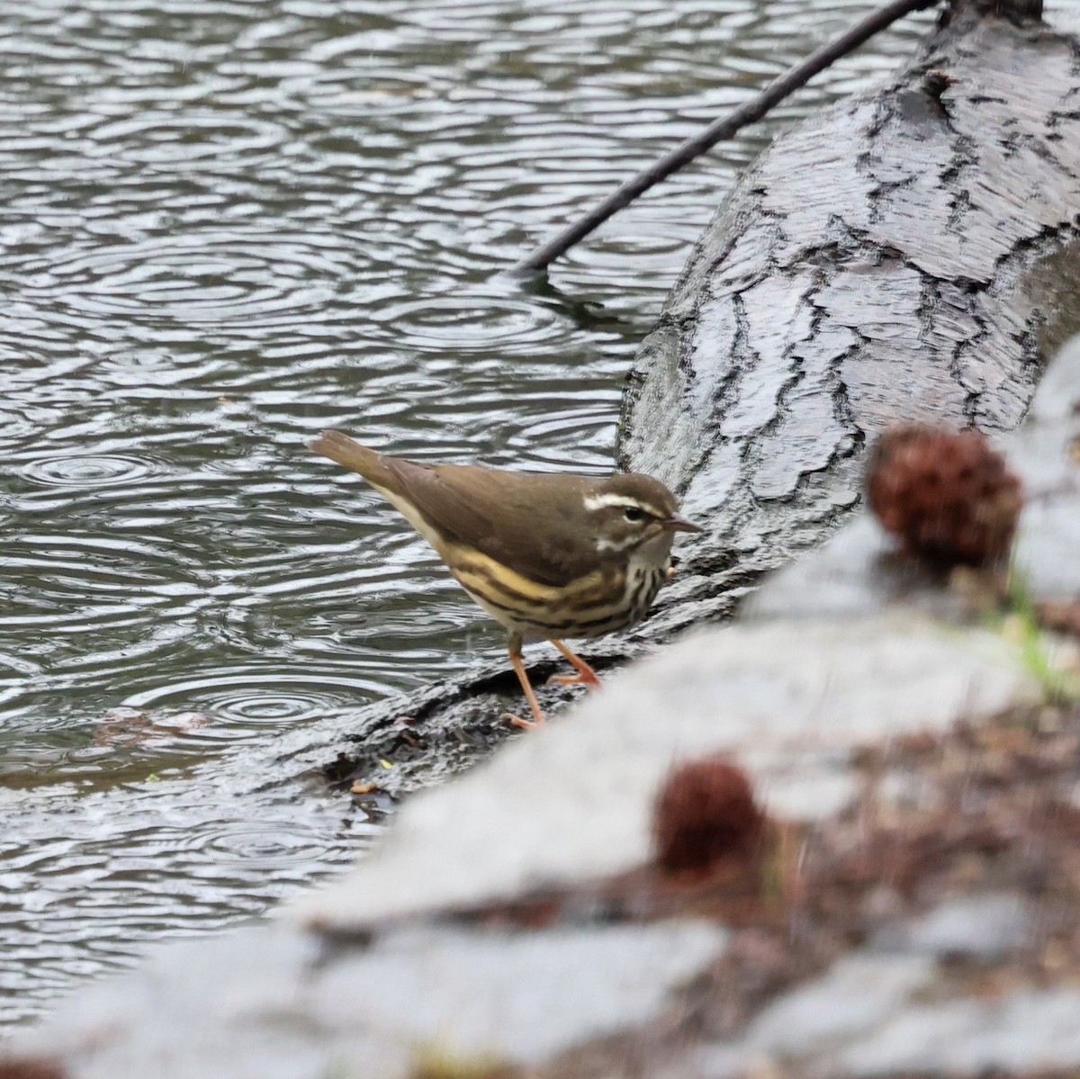 Louisiana Waterthrush - ML642626505