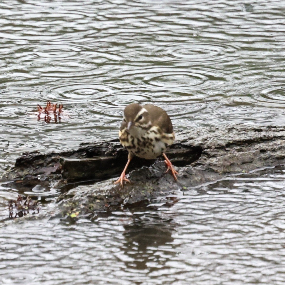 Louisiana Waterthrush - ML642626506