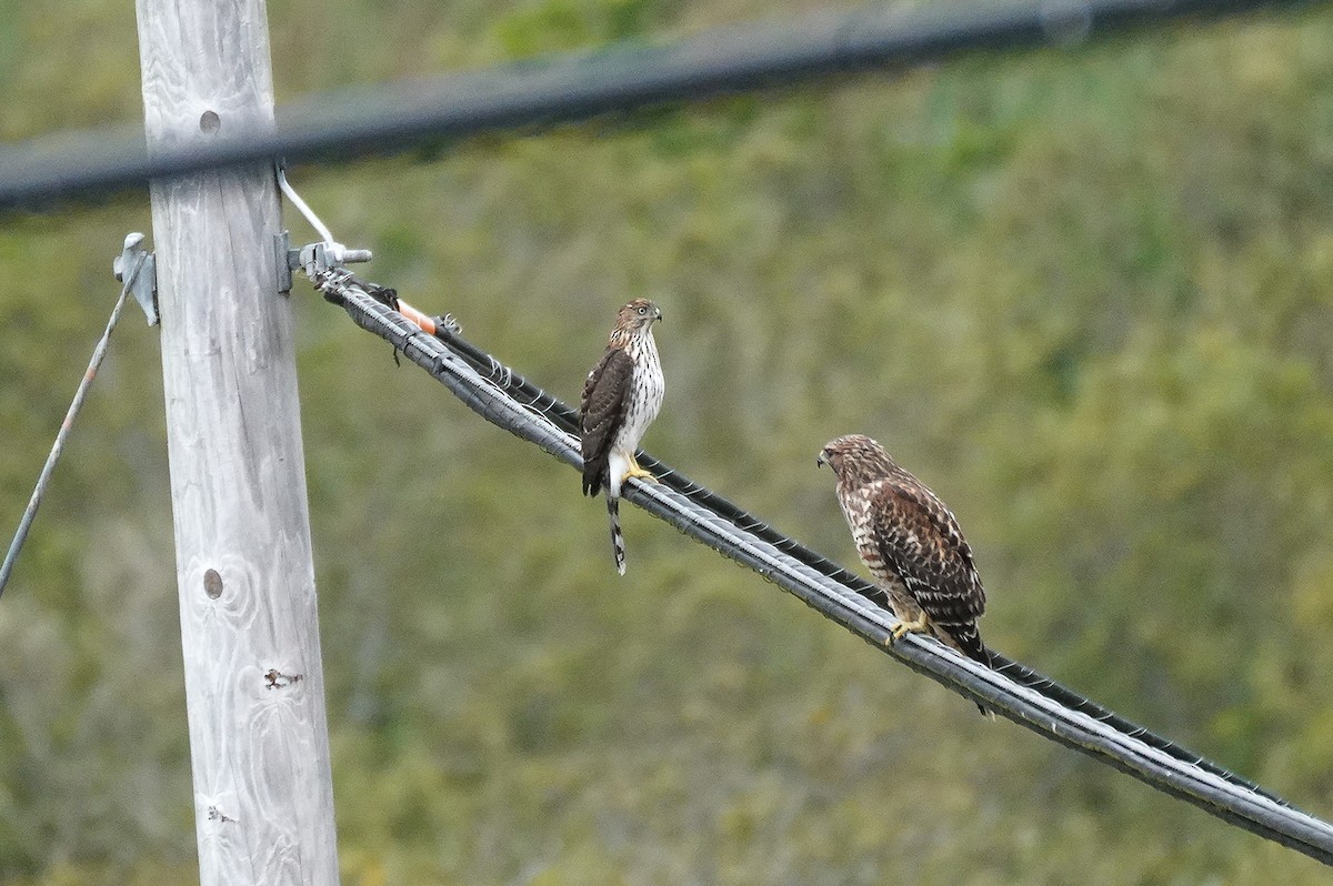 Cooper's Hawk - ML642626510