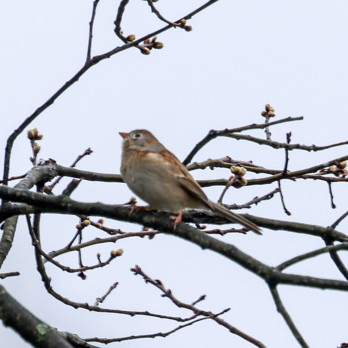 Field Sparrow - ML642626524