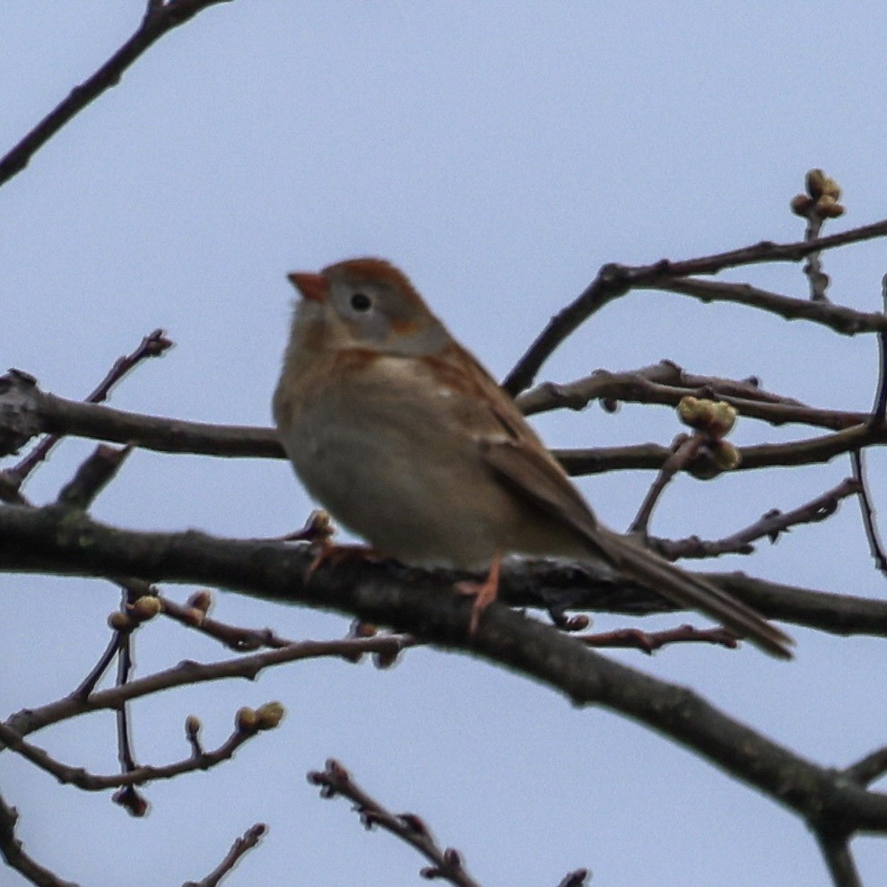 Field Sparrow - ML642626525