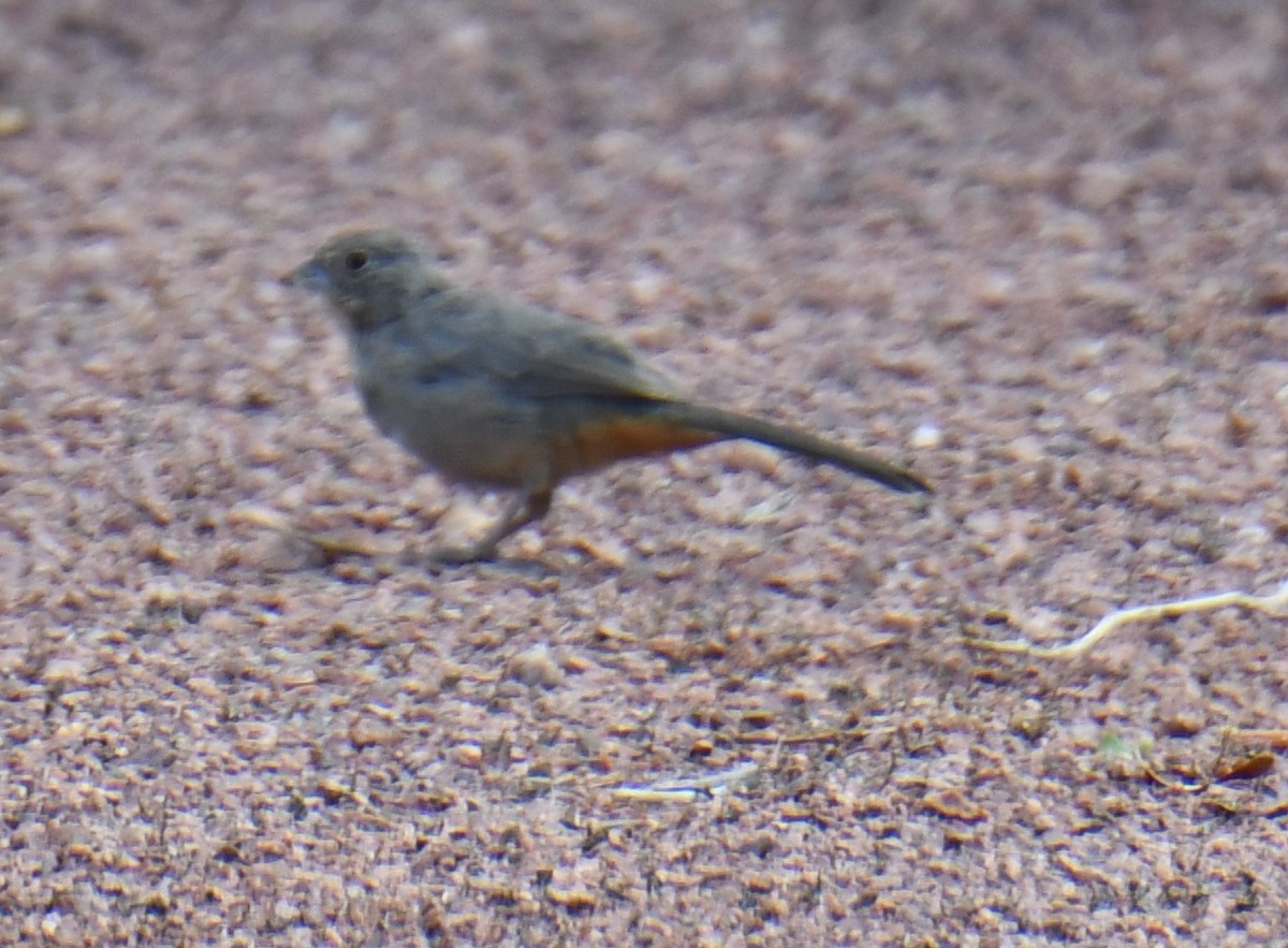 Canyon Towhee - ML642626531