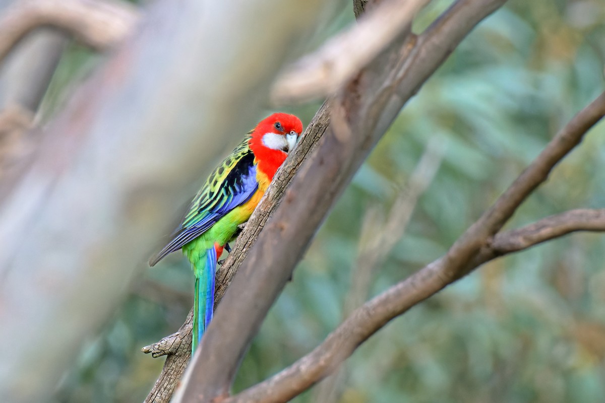 Eastern Rosella - ML642626534