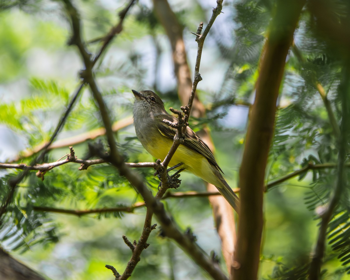Northern Scrub-Flycatcher - ML642626542