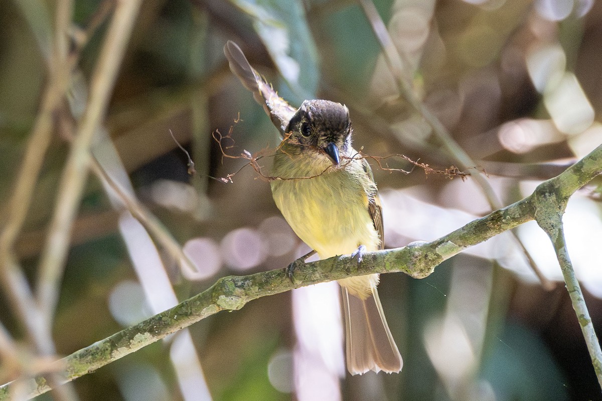 Sepia-capped Flycatcher - ML642626543