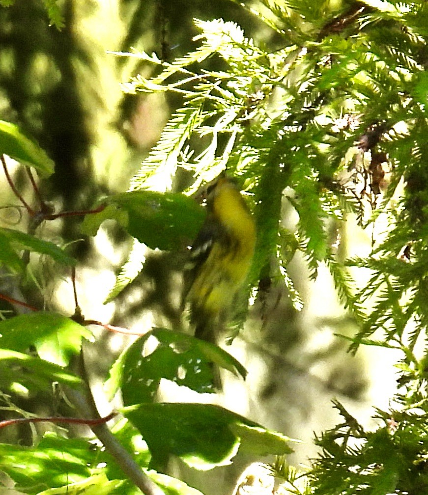 Blackburnian Warbler - ML642626584
