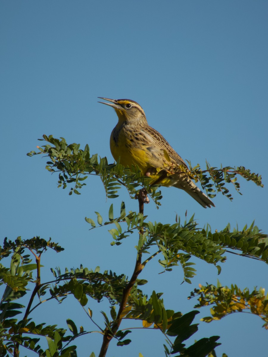 Western Meadowlark - ML642626588
