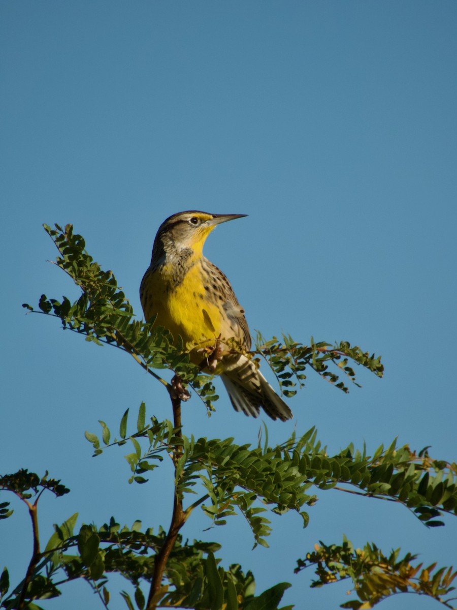 Western Meadowlark - ML642626589