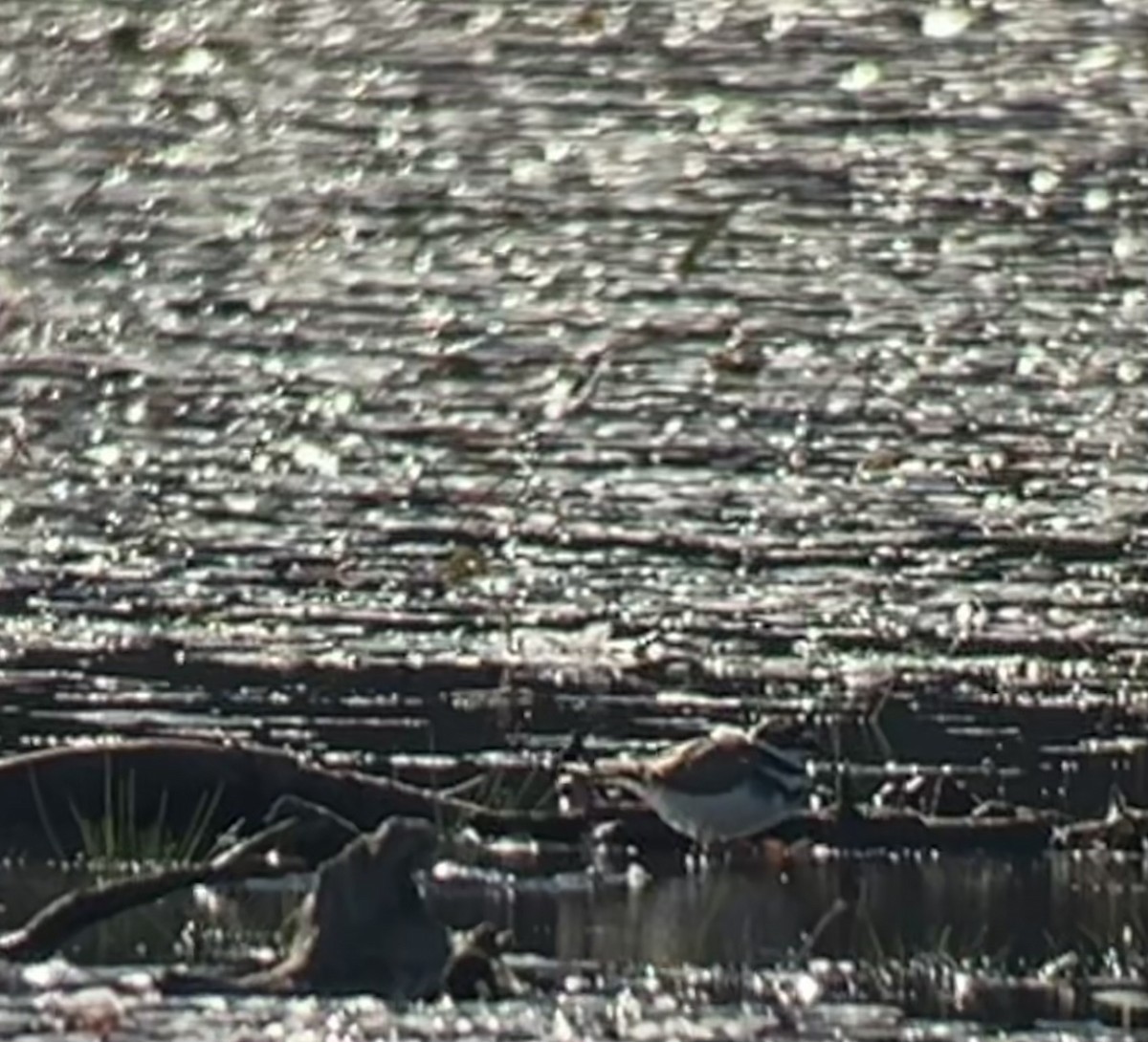 Killdeer - ML642626600