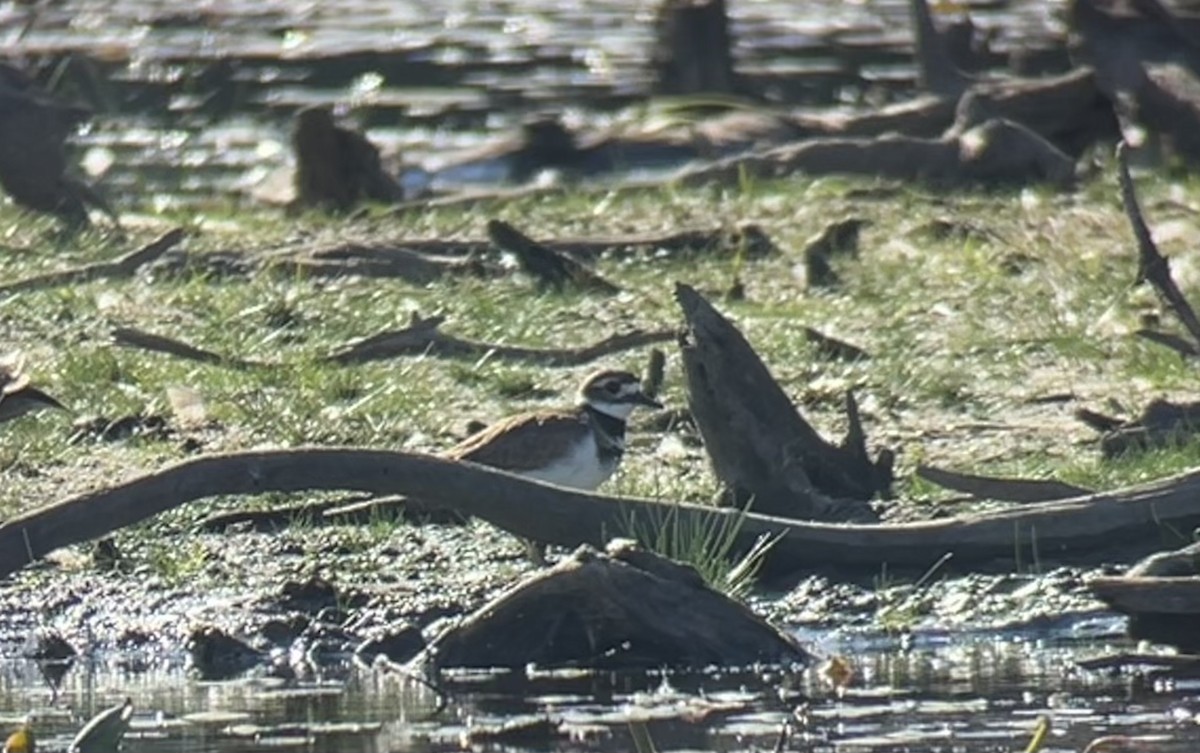Killdeer - ML642626601