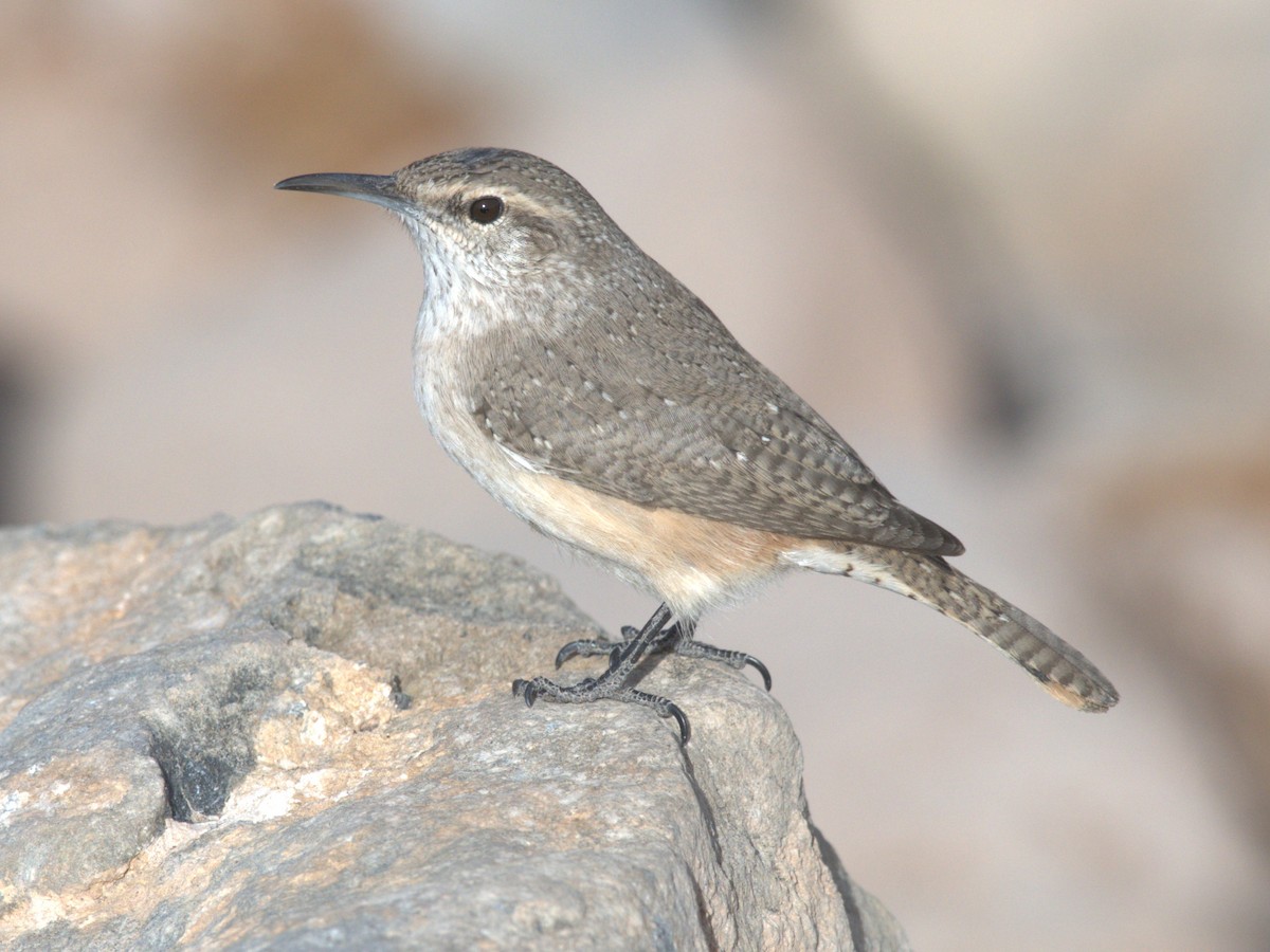 Rock Wren - ML642626606