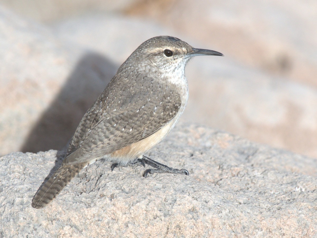 Rock Wren - ML642626607
