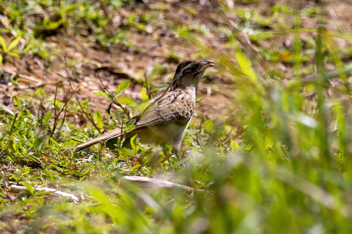 Striped Cuckoo - ML642626610