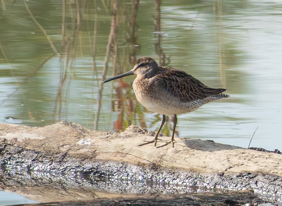 Short-billed Dowitcher - ML642626611
