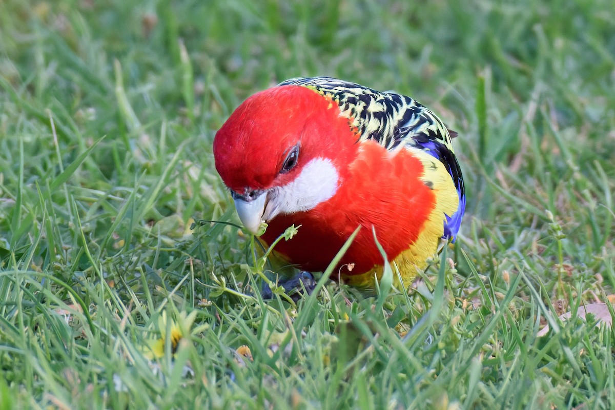 Eastern Rosella - ML642626630