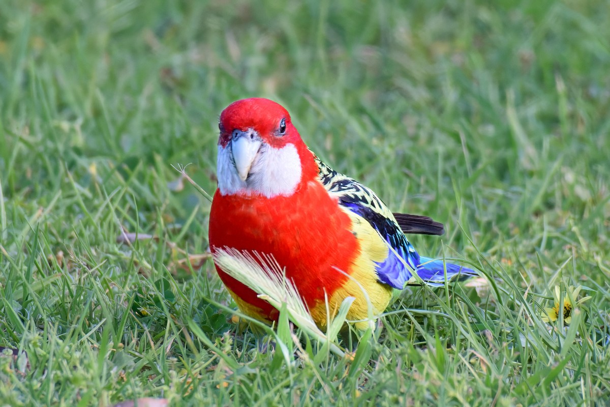 Eastern Rosella - ML642626631