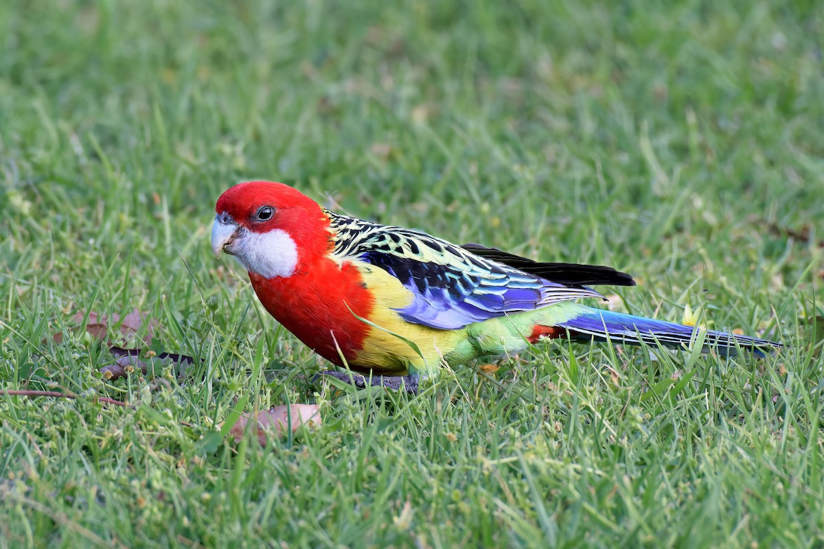 Eastern Rosella - ML642626632