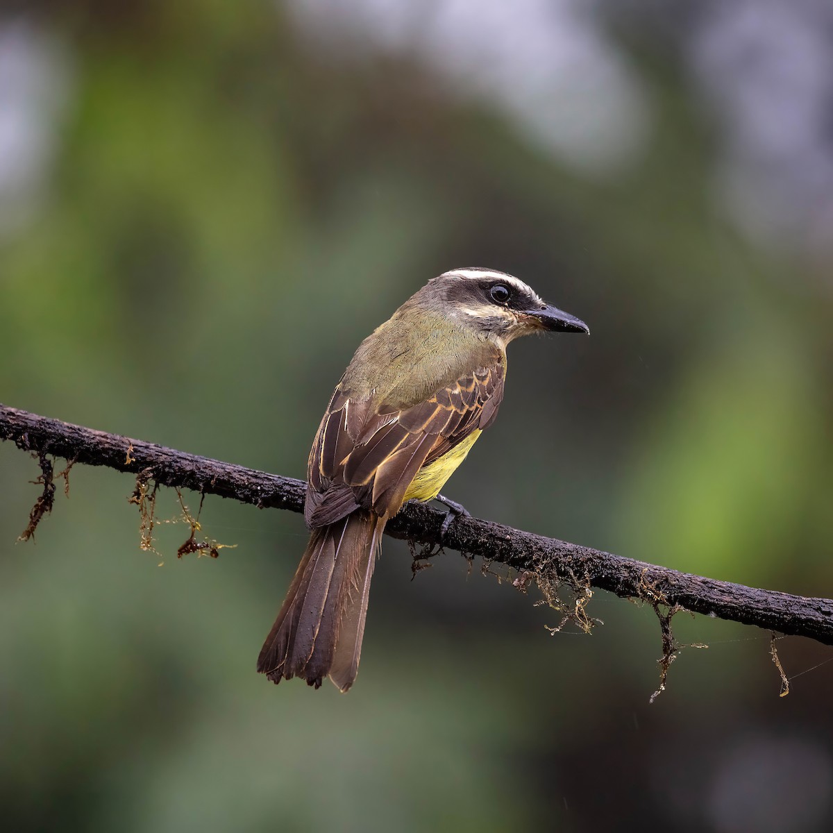 Golden-bellied Flycatcher - ML642626633