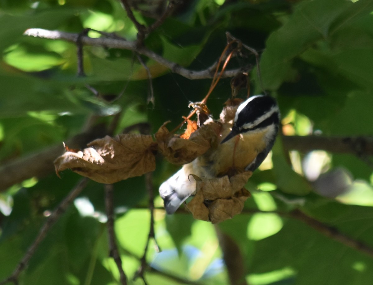 Red-breasted Nuthatch - ML642626663