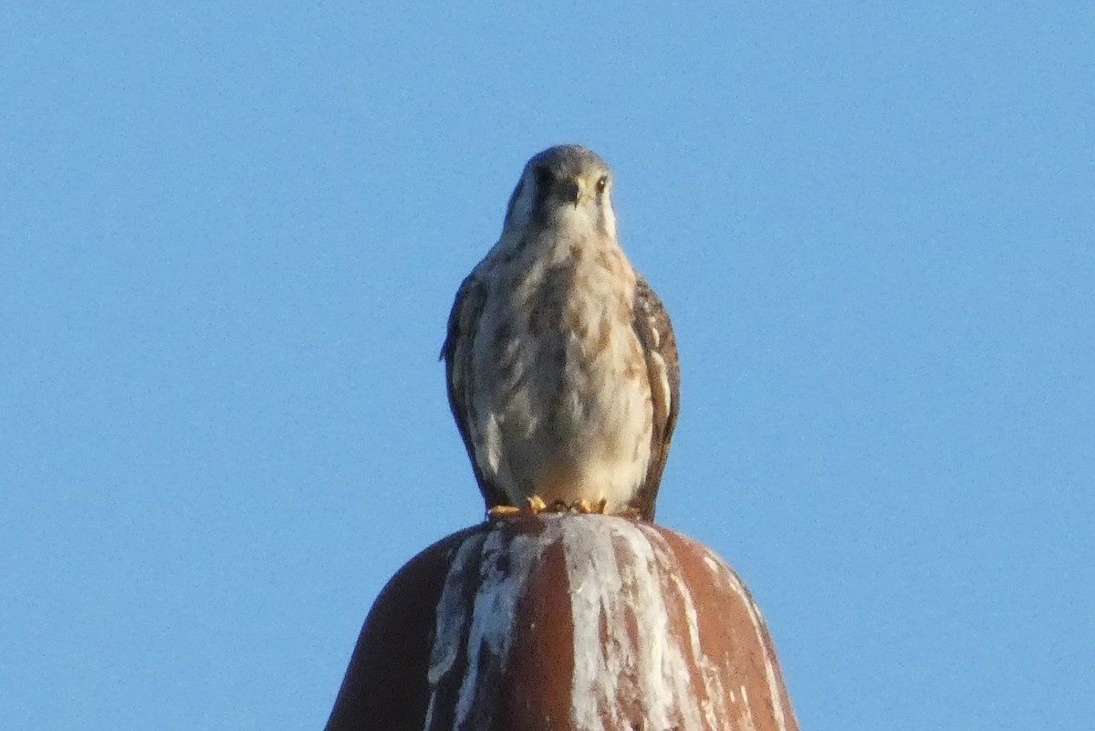 American Kestrel - ML642626688