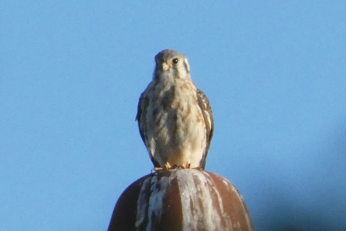 American Kestrel - ML642626689