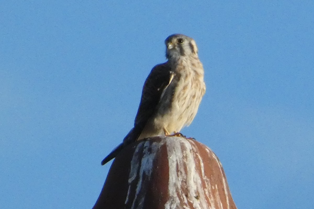 American Kestrel - ML642626690