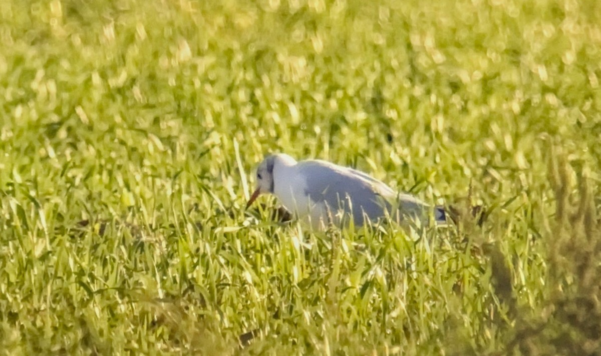 Black-headed Gull - ML642626741
