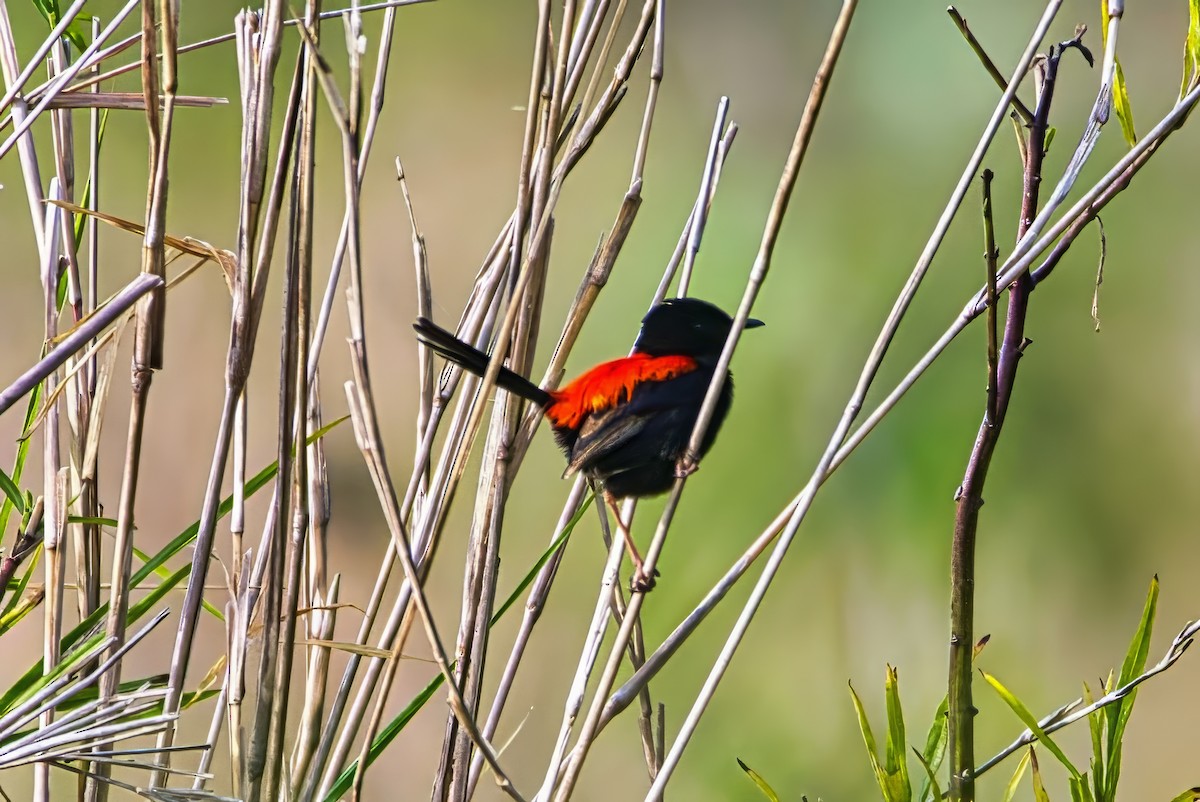 Red-backed Fairywren - ML642626744