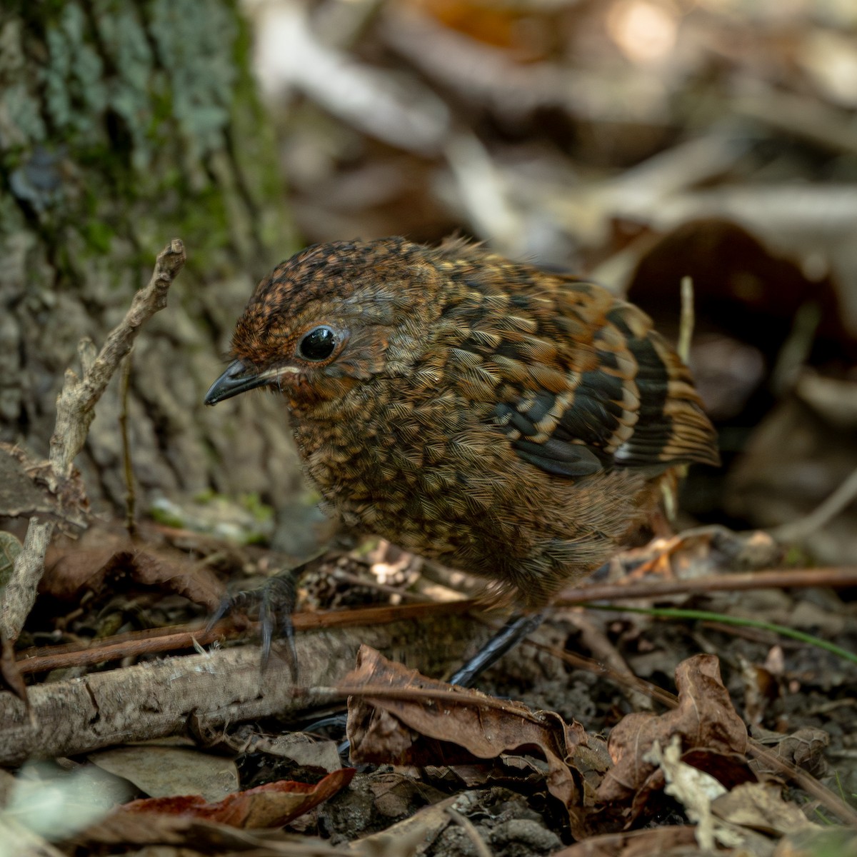 Australian Logrunner - ML642626746