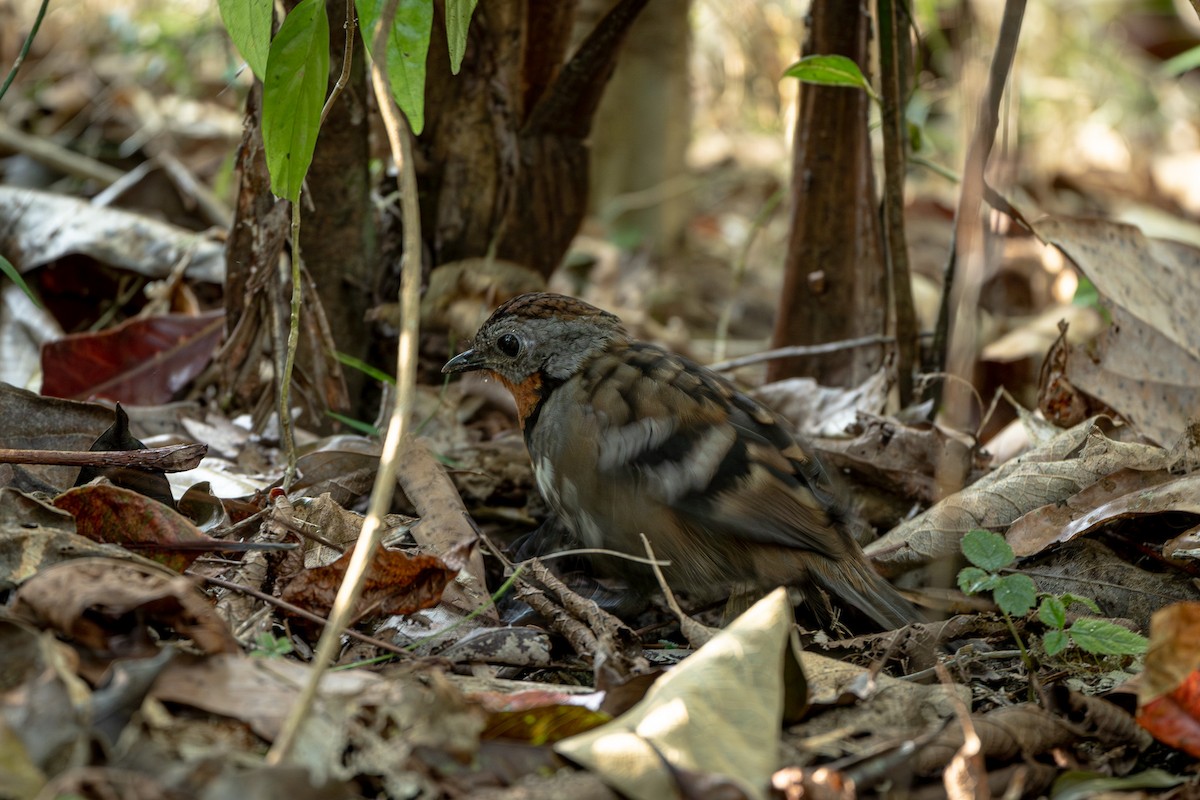 Australian Logrunner - ML642626747