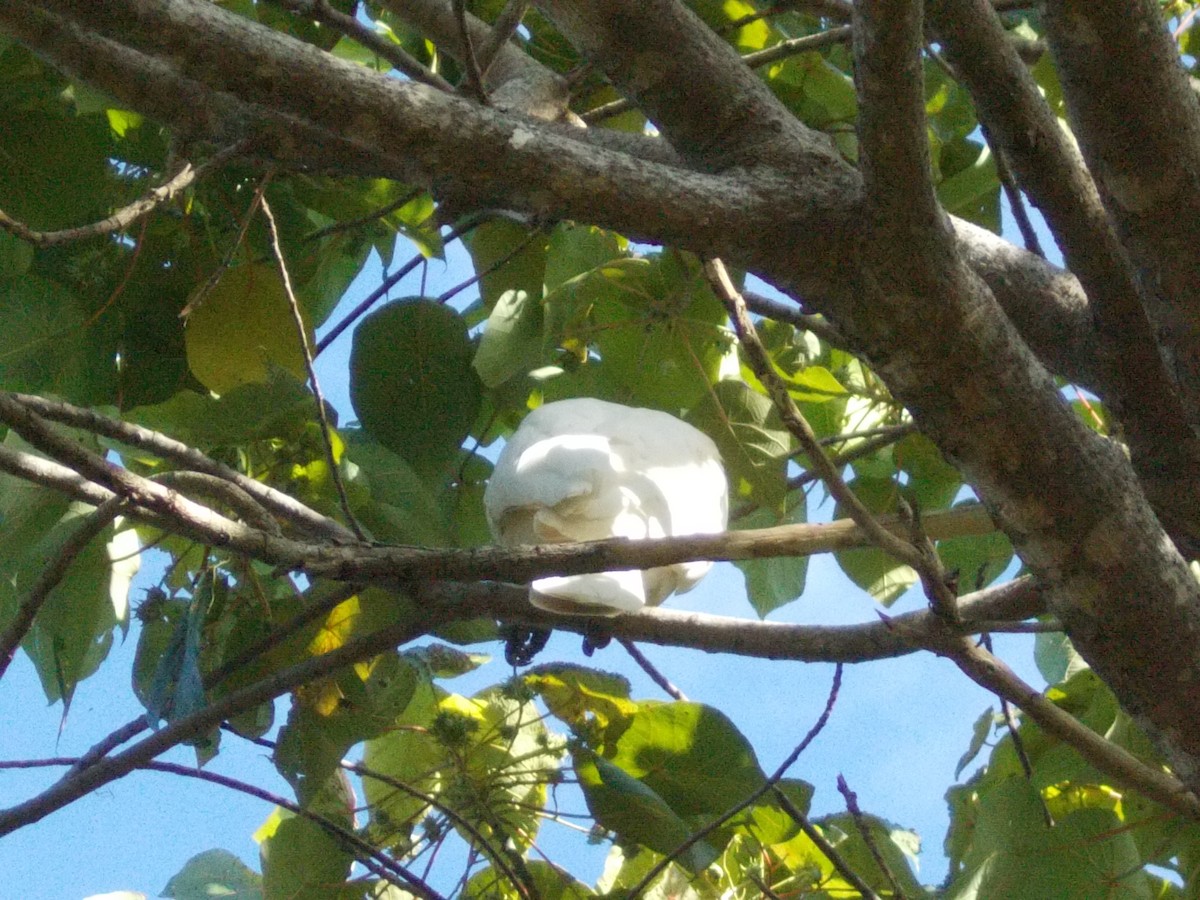 Little Corella - ML642626761