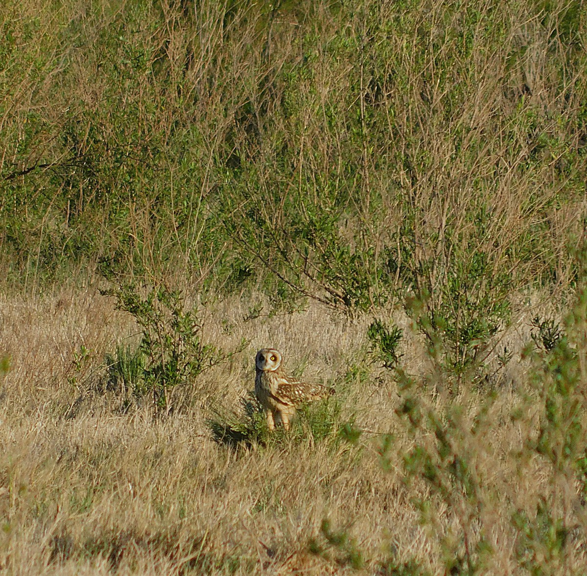 Kır Baykuşu - ML642626766