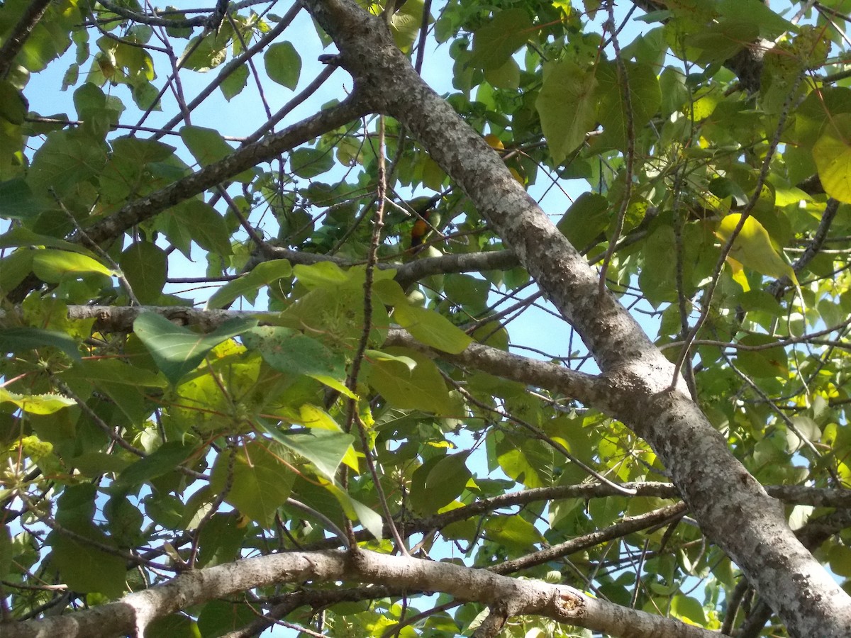Rainbow Lorikeet - ML642626771