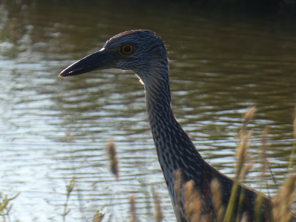 Yellow-crowned Night Heron - ML642626781