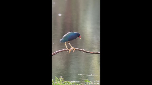 Purple Gallinule - ML642626784