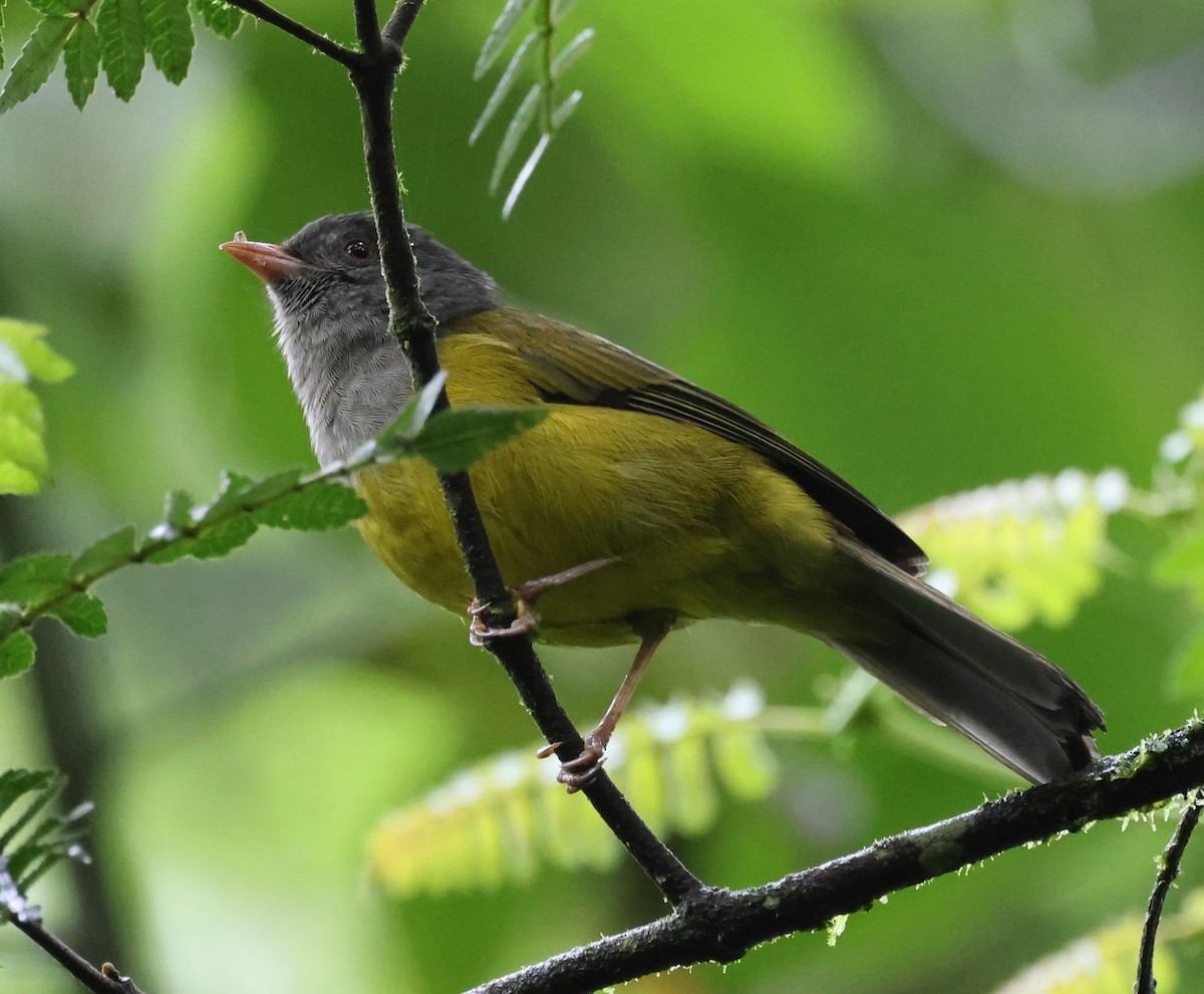 Gray-hooded Bush Tanager - ML642626841