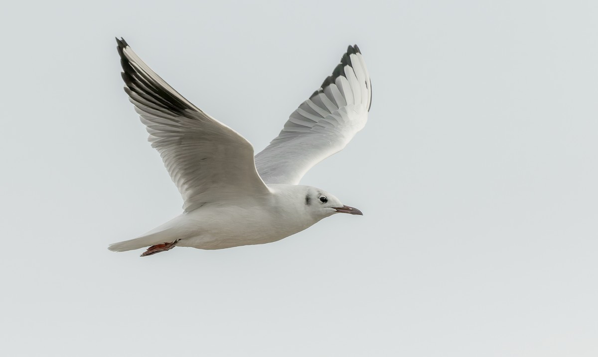 Mouette rieuse - ML642626845