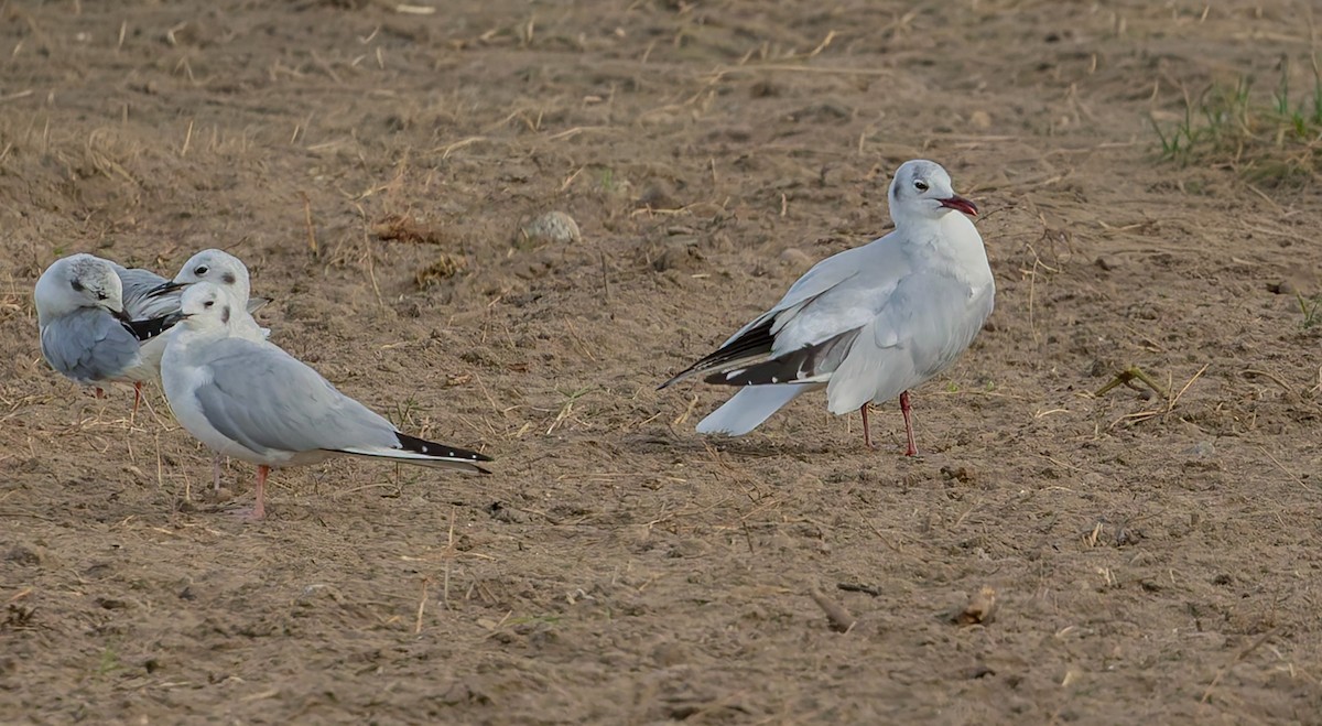 ユリカモメ - ML642626846