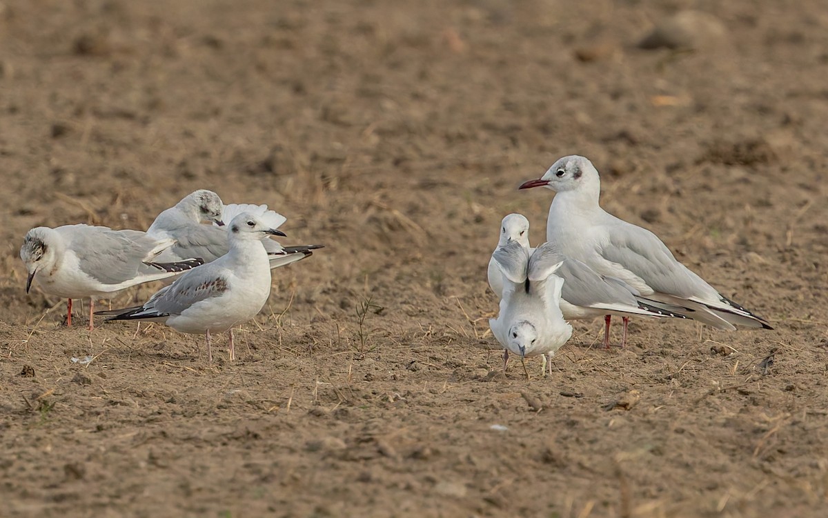 Mouette rieuse - ML642626847