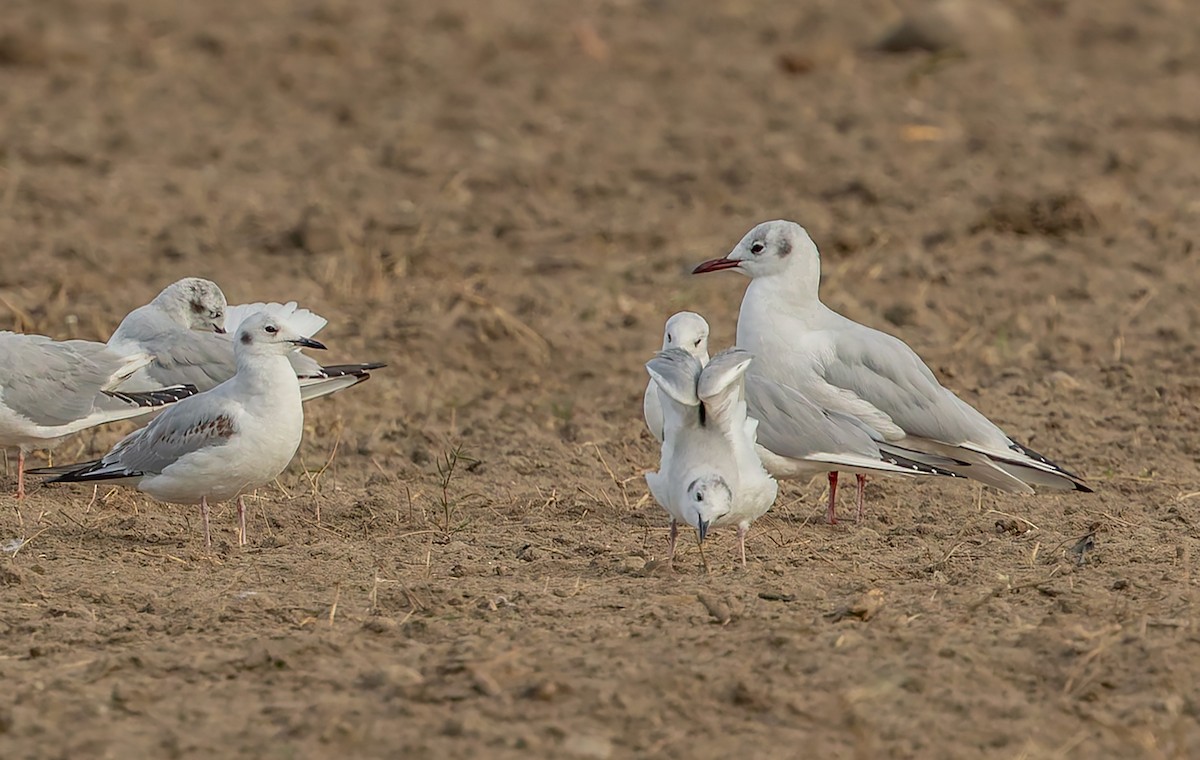 Mouette rieuse - ML642626848