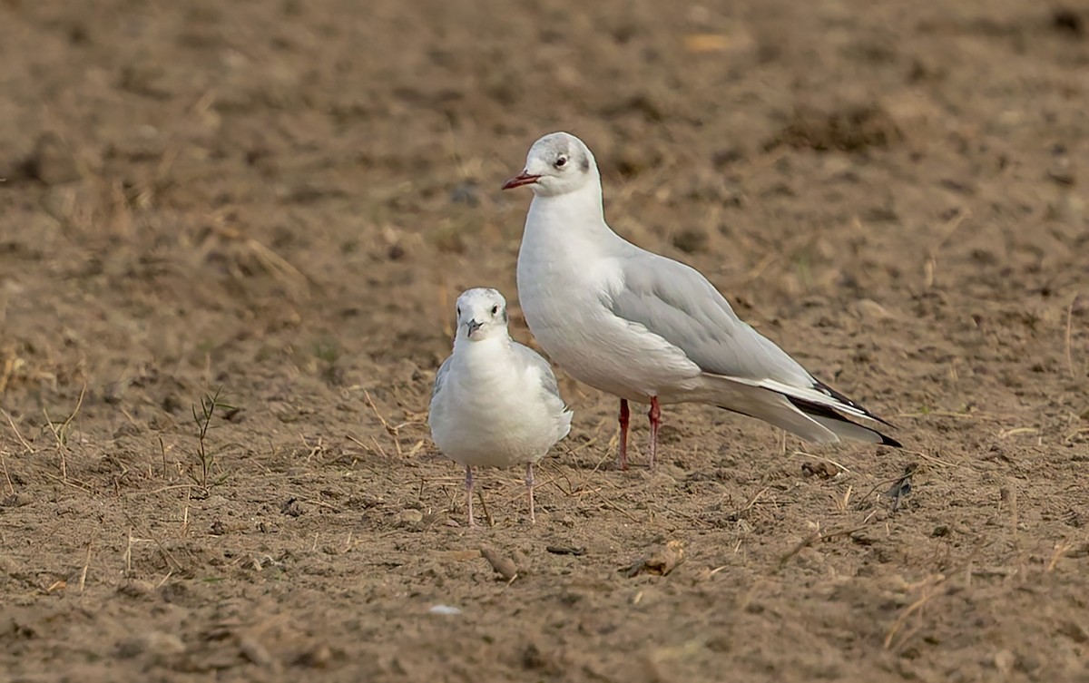 Mouette rieuse - ML642626849